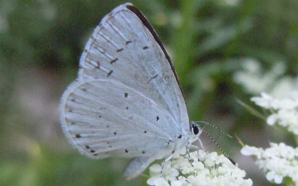 Celastrina argiolus?